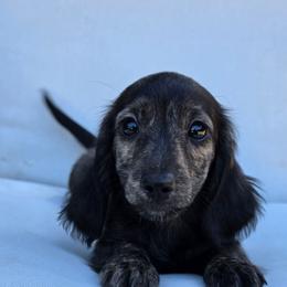 Brindle Girl - Brindle female Dachshund puppy in Woodland, Washington from SJs Dachshunds
