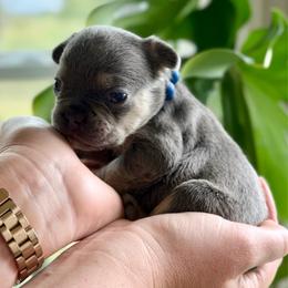 Blue - Tricolors male French Bulldog puppy in Wagoner, Oklahoma from Frenchie Frys