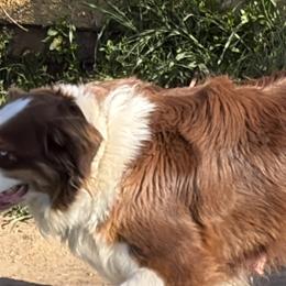 Annie - Australian Shepherd