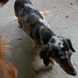 Jolene - Dachshund