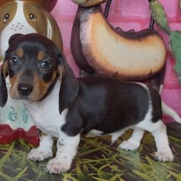 Houdini - Piebald male Dachshund puppy in Floresville, Texas from Muddy River Dachshunds