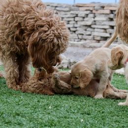 Goldendoodle Puppies from Deer Valley Doodles