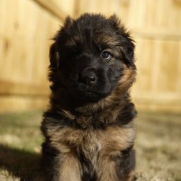 Clementine (Clemmie) - Black and red female German Shepherd puppy in Apex, North Carolina from Milestone GSDs