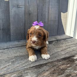 Cockapoo and Poodle Puppies from DoodleForever