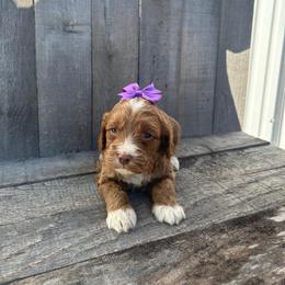 Cockapoo and Poodle Puppies from DoodleForever