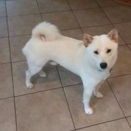 Tyrion - Shiba Inu