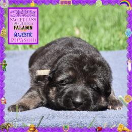 CHARM - Black and tan female German Shepherd puppy in Murrieta, California from Diamond Oaks German Shepherds