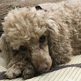 Poodles from Kootenai