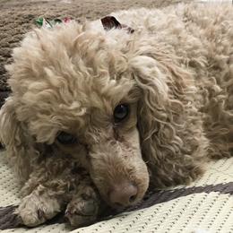 Poodles from Kootenai