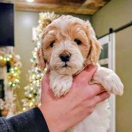 Pringle - Parti male Goldendoodle puppy in Forest, Ohio from Mini Doodle Buddies
