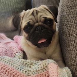 Rayna - Pug