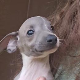 Italian Greyhound and Weimaraner Puppies from Quality Italian Greyhounds