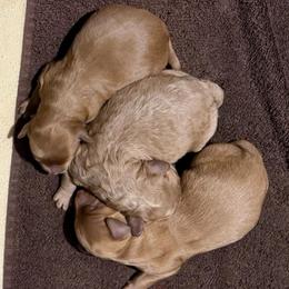 Male 3 - Red  male Goldendoodle puppy in Greenville, South Carolina from Law Doodles of SC