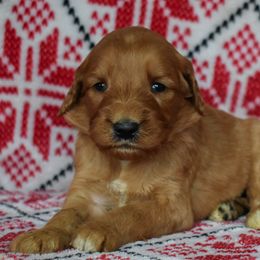 Girl 4 - female Goldendoodle puppy in Macedon, New York from Toodles Goldendoodles