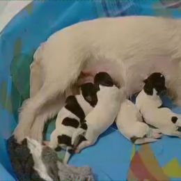 Boy 1 in photo - Black and white male Parson Russell Terrier puppy in Branford, Florida from Loyalville