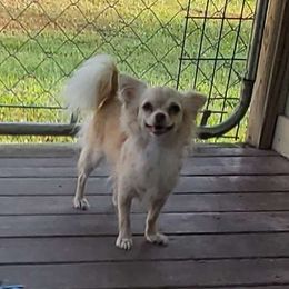 Blondie - Chihuahua