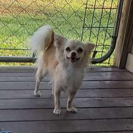 Blondie - Chihuahua
