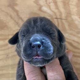 Girl 2 - Gray female Cane Corso puppy in Paris, Texas from Knucklehead Cane Corso
