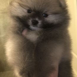 Pomeranian Puppies from Pardi Poms