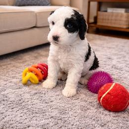 Mint green - Black and white female Sheepadoodle puppy in Inman, South Carolina from Mossy Doodles LLC