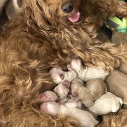 Goldendoodle Puppies from Coal Country Doodles