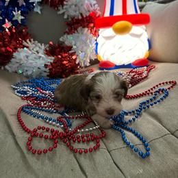 Red collar - Chocolate female Havanese puppy in Crestview, Florida from Debbie’s Doggone Havanese Doghouse LLC