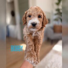 Bobby - Apricot male Goldendoodle puppy in Glendale, Arizona from Follow Your Bliss Doodles