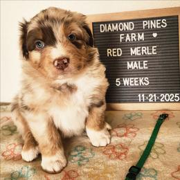 Teal - Red merle male Australian Shepherd puppy in Camp Verde, Arizona from Diamond Pines Farm