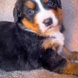 Bernedoodle, Bernese Mountain Dog, and Siberian Husky Puppies from Timberline Paws