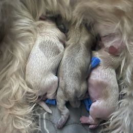 Shih Tzu Puppies from Becca Wilde