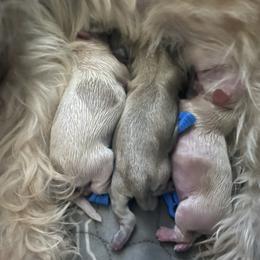 Shih Tzu Puppies from Becca Wilde