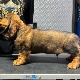 Red - Red male Dachshund puppy in Hemet, California from Rare Treat Dachshunds
