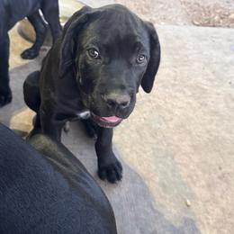 Red Collar - Black male Cane Corso puppy in Princeton, Texas from Guardians of Arcadia Cane Corso