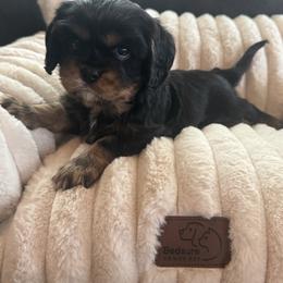 Dolly - Black and tan female Cavalier King Charles Spaniel puppy in Wilton, California from Becky's Cavalier King Charles Spaniels