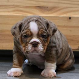 Cardi - Chocolate tri-color female Bulldog puppy in Harrisburg, Pennsylvania from Central PA WiggleButts Bulldogs
