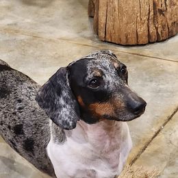 Dachshund All Grown Up from Mini Me Miniatures