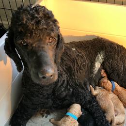Mally - Poodle