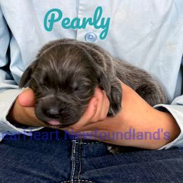 Pearly - Gray female Newfoundland puppy in Cortez, Colorado from Bear Heart Newfoundlands, LLC