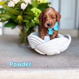 Powder - Red  male Goldendoodle puppy in West Haven, Utah from Split Mountain Doodles