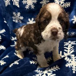 Garrick - Sable and white male Cocker Spaniel puppy in Bliss, New York from AK Another Shot Kennel
