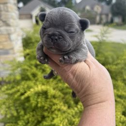 Oakland orange collar boy - Blue male French Bulldog puppy in Willis, Texas from Grandiose Frenchies