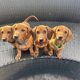 Dachshund Puppies from The dachshunds
