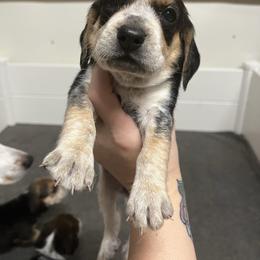 Pink Collar - Black tan and bluetick female Beagle puppy in Jasper, Texas from Beech Grove Beagles