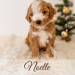 Noelle - Red  female Goldendoodle puppy in Melba, Idaho from KZ Doodles