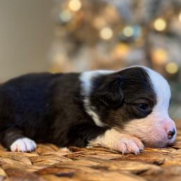 Rocky - Black tri male Miniature American Shepherd puppy in Ash Grove, Missouri from 3 Barrels Farms, LLC