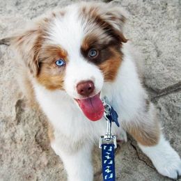 Aussiedoodle, Cavalier King Charles Spaniel, Miniature Australian Shepherd, and Toy Australian Shepherd Puppies from Triple Cross Aussies Triple Cross