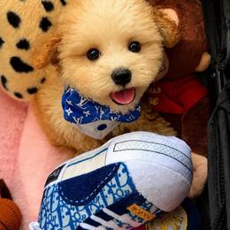 BEAR - Champagne male Maltipoo puppy in Sugar Land, Texas from Celebrity Maltipoos