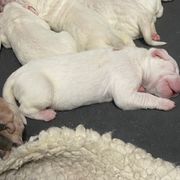 Patron - White Dogo Argentino puppy in Winter Haven, Florida from Wayward’s Dogos and Spellbound Greyhounds