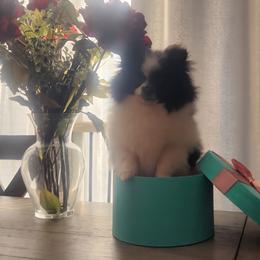 Domino - Black and tan male Pomeranian puppy in New Salem, North Dakota from Fancy Paws Pomeranians