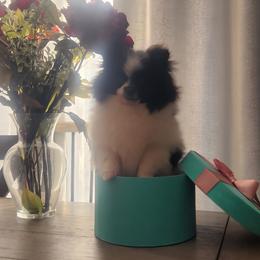 Domino - Black and tan male Pomeranian puppy in New Salem, North Dakota from Fancy Paws Pomeranians